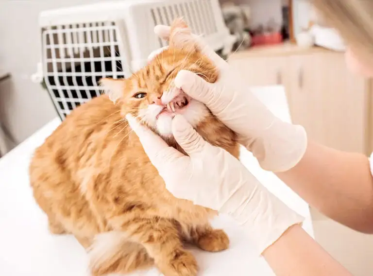 kedi bakımı