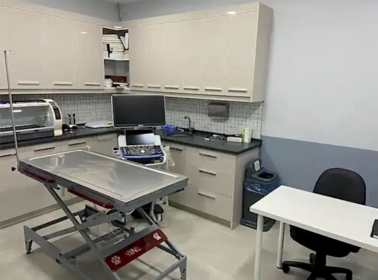 kadıköy veteriner kliniği