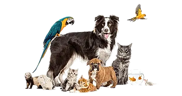 Pet shop market