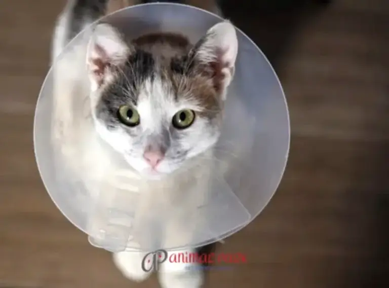 dişi kedi kısırlaştırma