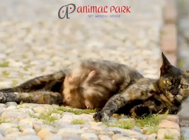 hamile kedi belirtileri