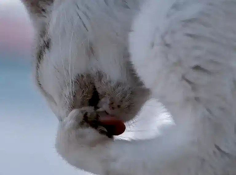 kedi aknesi