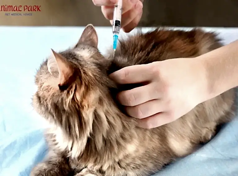 kedi aşıları