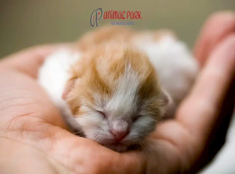 yavru kedi bakımı