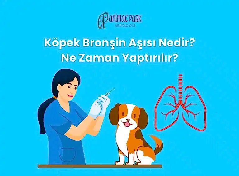 köpek bronchine aşısı