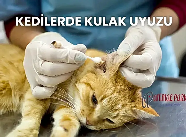kedilerde kulak uyuzu